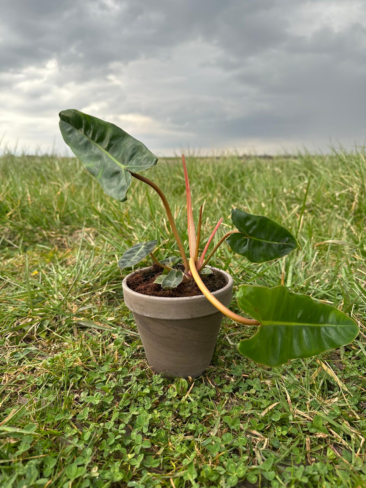 Philodendron Billietiae