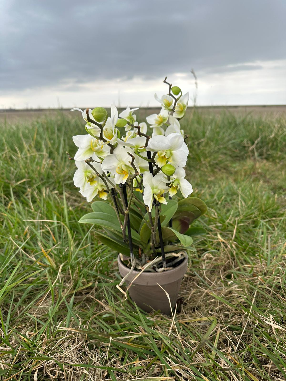 Wittestorm Orchidee
