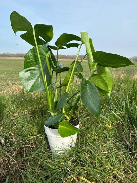 Monstera Deliciosa