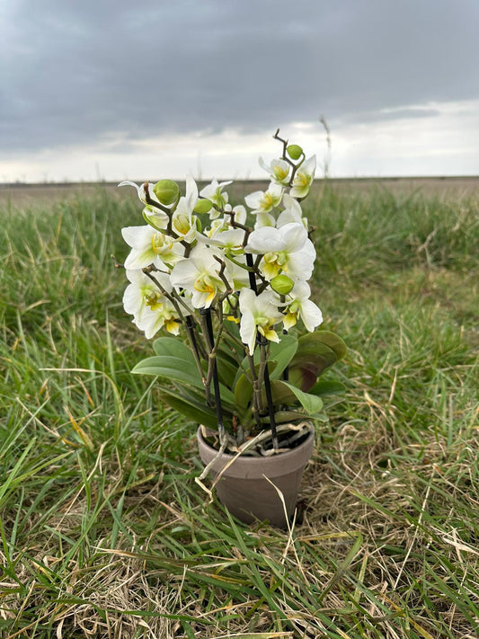 Wittestorm Orchidee