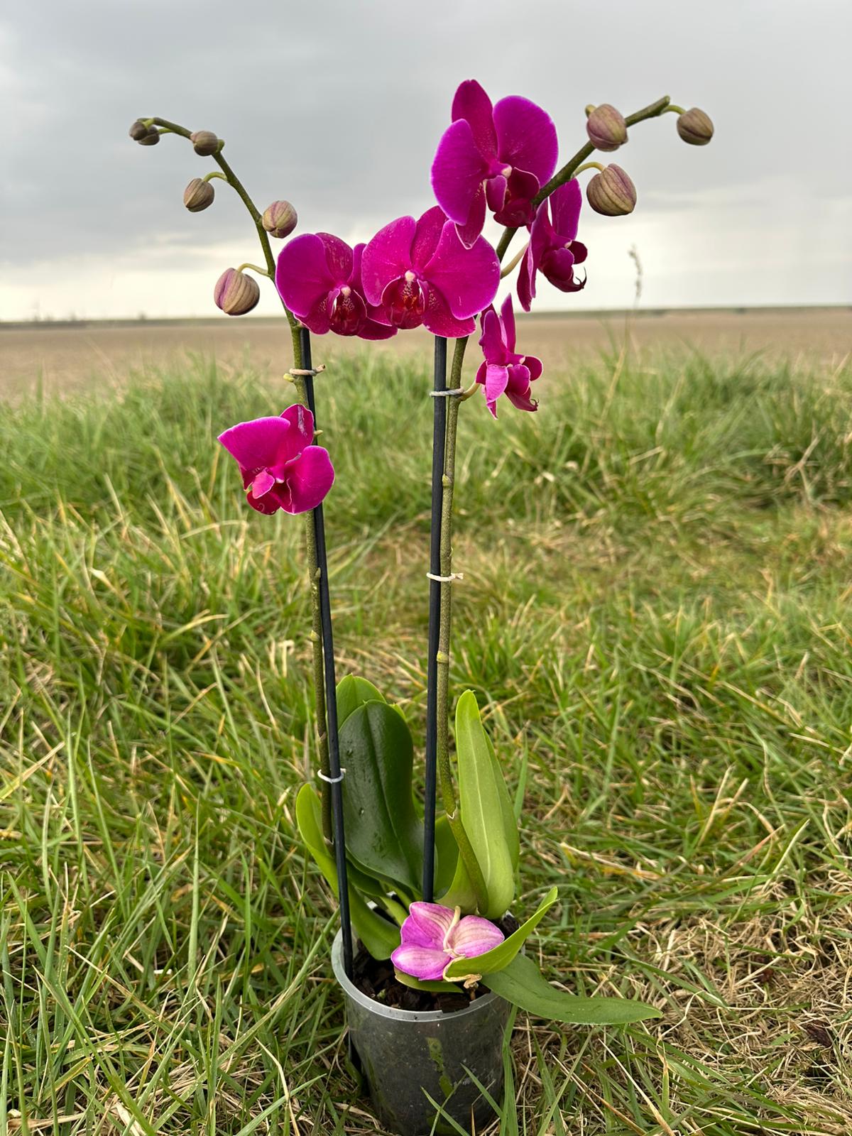 Klein Dubbele Orchidee