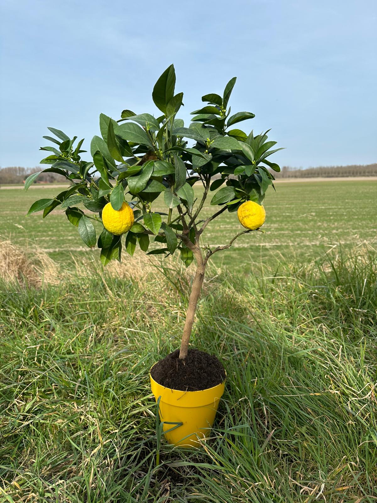 Meyer Citroen Struik